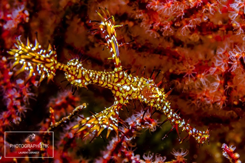 2012 PHILIPPINES - Moalboal
Dragon Fish
2012 PHILIPPINES - Moalboal
Dragon Fish